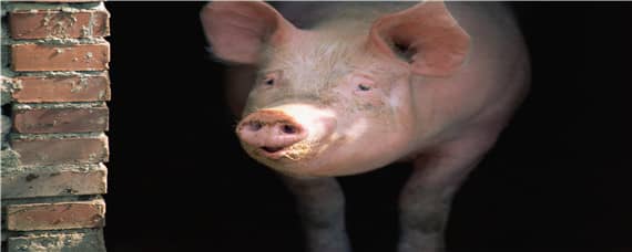 氯前列醇对母猪的危害