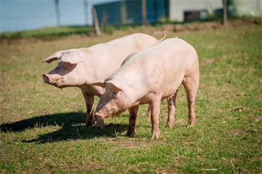 2022养猪补贴最新标准：养猪具体可以补贴多少钱？