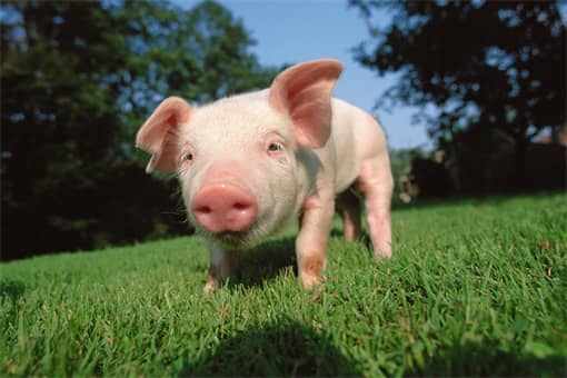 2022养猪可以补贴多少钱？养猪有哪些补贴？