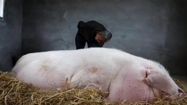 大型猪场安全注意事项
